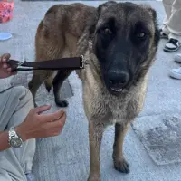 Adopta a Kira Mali