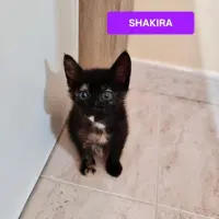 Adopta a Shakira