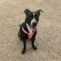 Adopta a Stormy