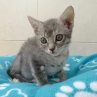 Adopta a Tamy