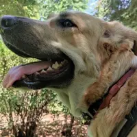 Adopta a Leona