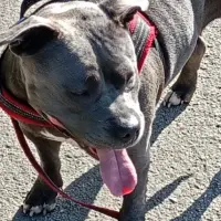 Adopta a Emilio