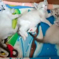 Adopta a Gatitos