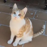 Adopta a Coque