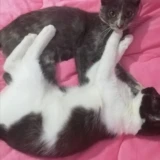 Adopta a Gatitas-Toledo