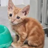Adopta a Verdum