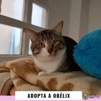 Adopta a Obélix