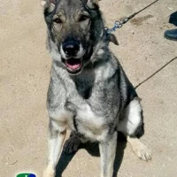 Adopta a Erika