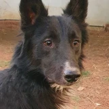 Adopta a Anubis