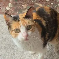 Adopta a Cocacola