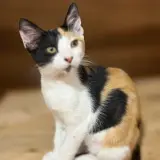 Adopta a Mia