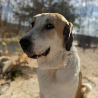 Adopta a Pepa--Preciosa Mastina Tlf 645978718