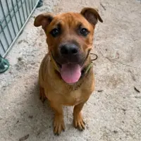 Adopta a Leo