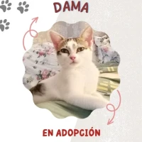 Adopta a Dama