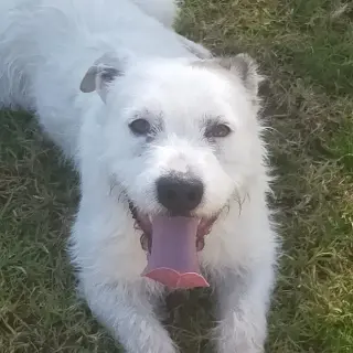 Gufi