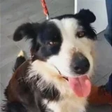 Adopta a Karma