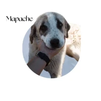 Adopta a Mapache