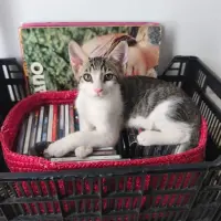 Adopta a Vincent
