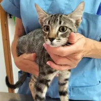 Adopta a Arena