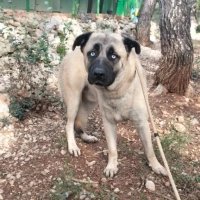Adopta a Nico