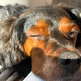 Adopta a Lan
