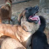 Adopta a Patrick