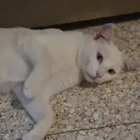 Adopta a Luz