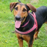 Adopta a Tina