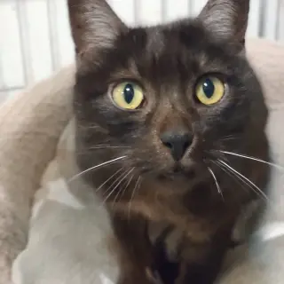 Matilda
