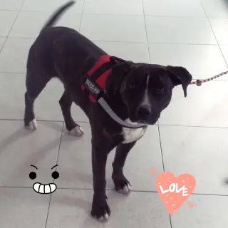 Yuli