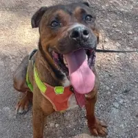 Adopta a Tote