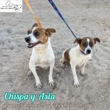 Adopta a Chispa y Asia