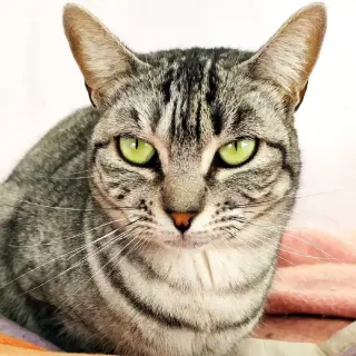 Chloé