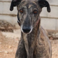 Adopta a Fatan