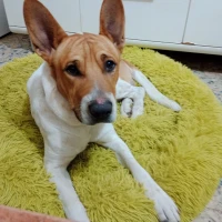 Adopta a Nylo