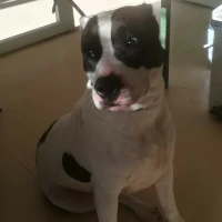 Adopta a Rona