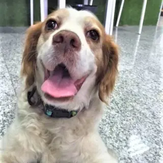 Zulema