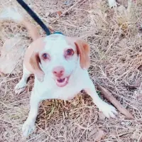 Adopta a Piraña