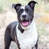 Adopta a Kata