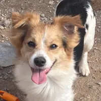 Adopta a Takeshi