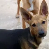 Adopta a Paul