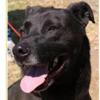Adopta a Jade