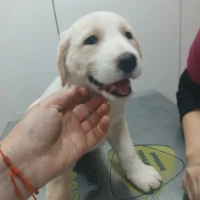 Adopta a Sendy