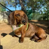 Adopta a Lulú