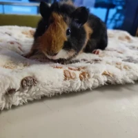 Adopta a Poseidón