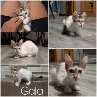 Adopta a Gala