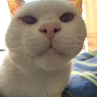 Enzo