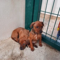 Adopta a Kiko Y Kika