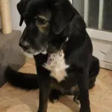 Adopta a Noche