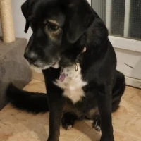 Adopta a Noche